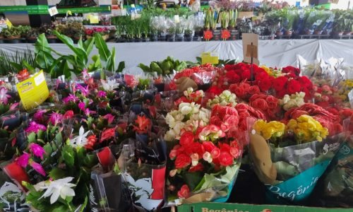 14a-Expoflor-da-Apae-JVC