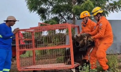 Bombeiros-resgatam-Tamandua-bandeira-em-Lucas-III-Portal-JVC