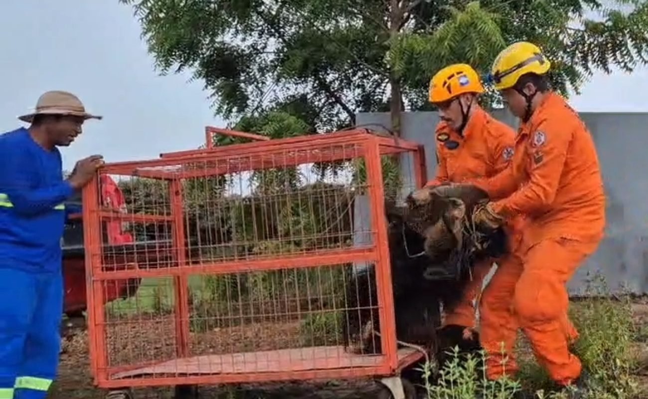 Bombeiros-resgatam-Tamandua-bandeira-em-Lucas-III-Portal-JVC