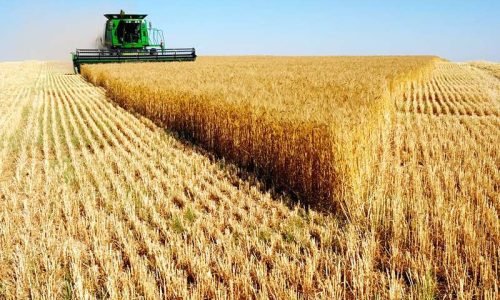 Colheitadeira-Jhon-Dere-de-milho-JVC