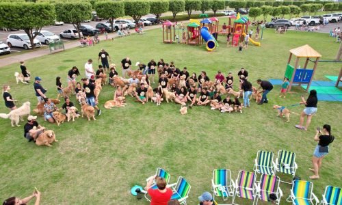 Encontro-de-Caes-da-raca-Goden-em-Lucas-Portal-JVC