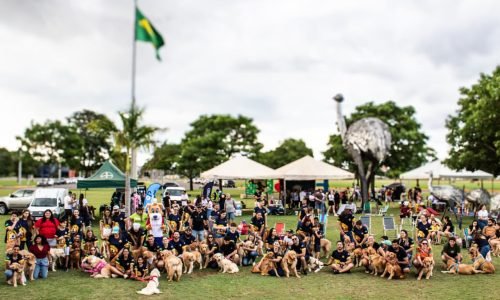 Encontro-de-Goldens-2025-em-Lucas-do-Rio-Verde-Portal-JVC-1