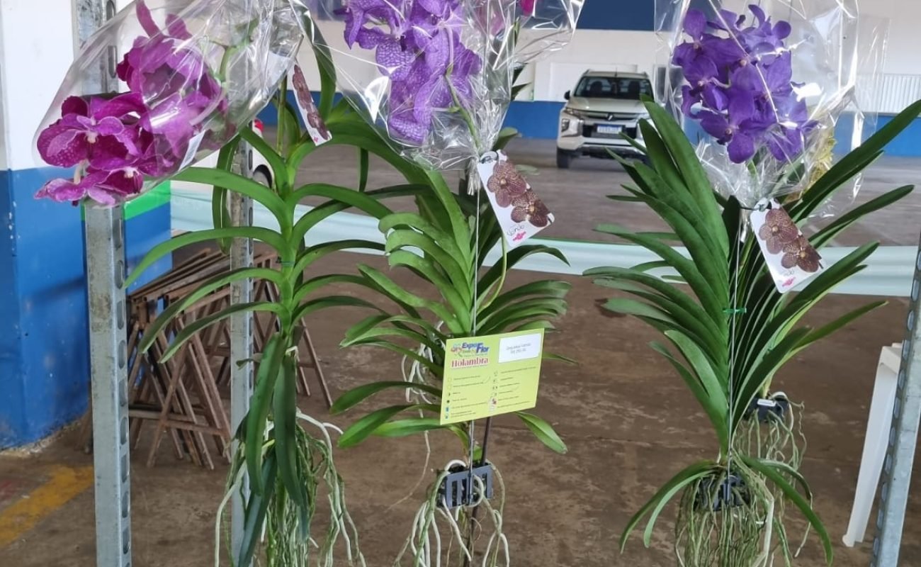 Expoflor-da-Apae-orquideas-aereas-Portal-JVC