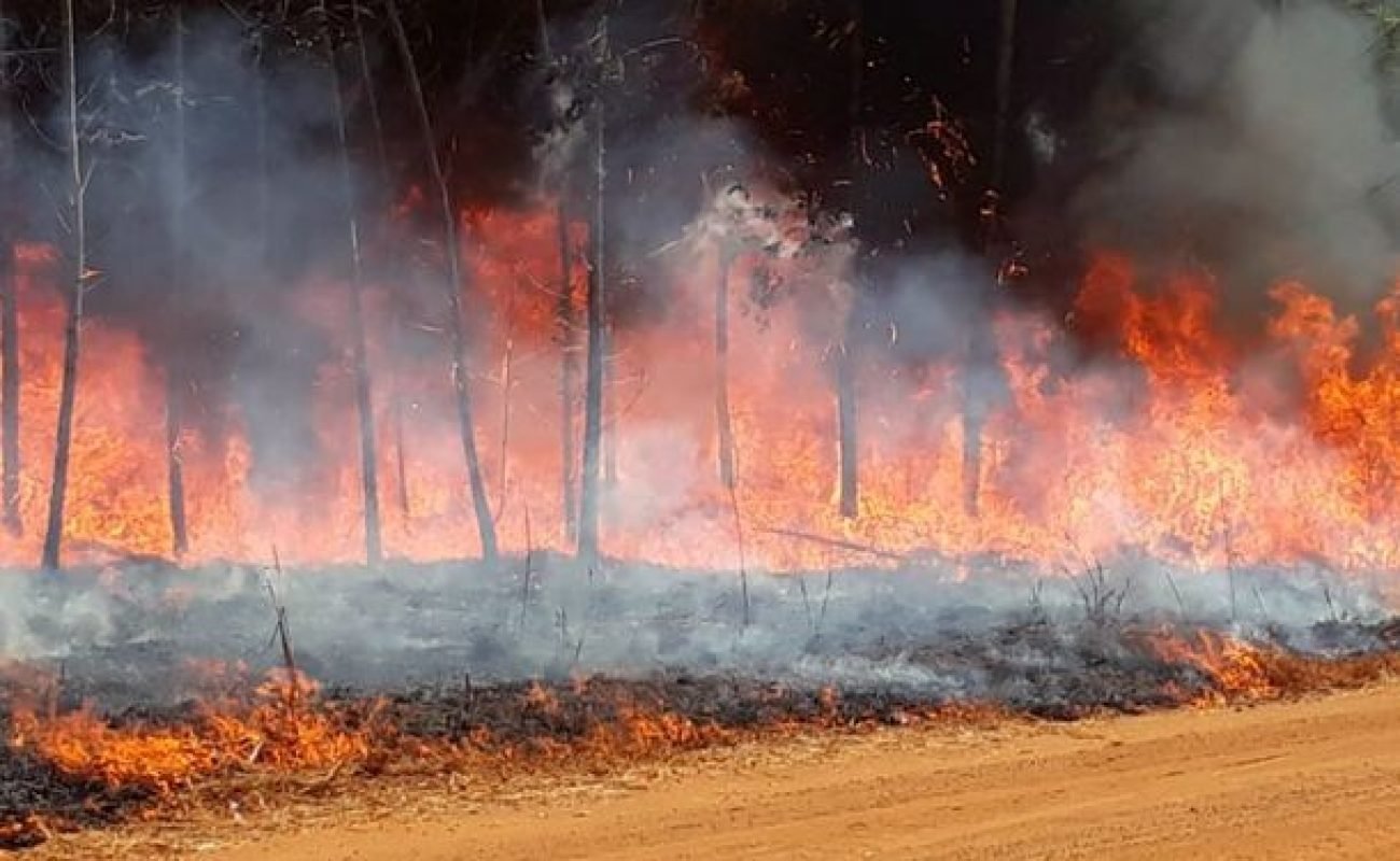 Fogo-destroi-cerca-de-100-hectares-em-Lucas-Portal-JVC