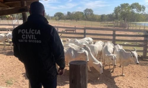 Furto-de-gado-em-Colider-Portal-JVC