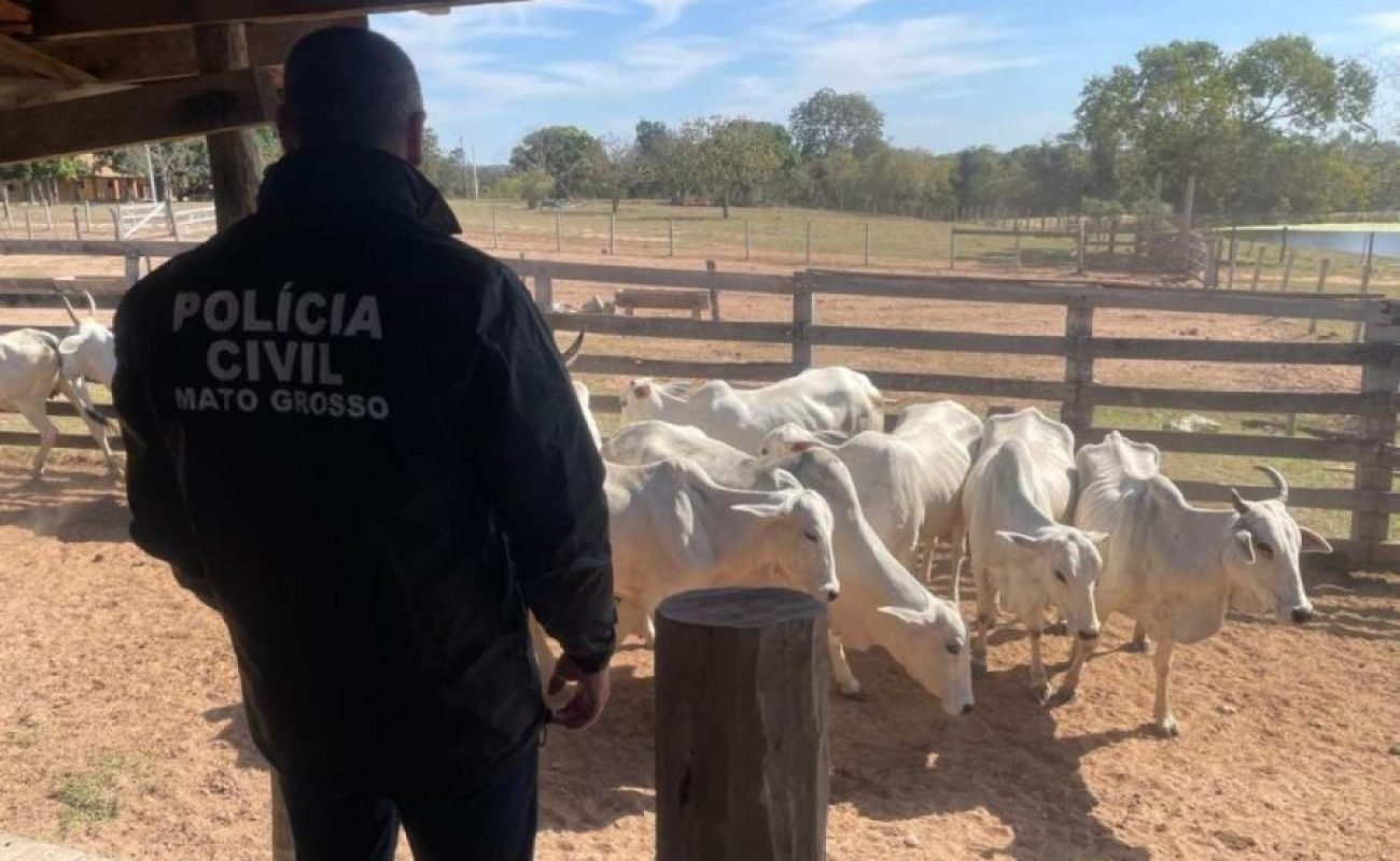 Furto-de-gado-em-Colider-Portal-JVC
