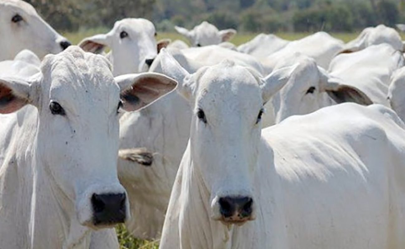 Gado-boi-vaca-25-maio-2020-assessoria-990x556