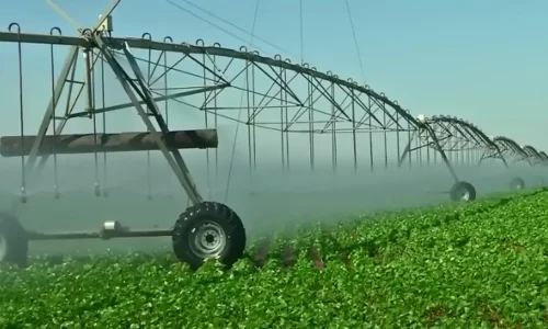 Irrigacao-de-feijao-JVC