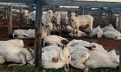 Mais-de-80-bois-mortos-em-Tocantins-JVC