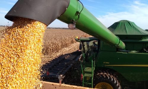 Milho-caindo-da-colheitadeira-Jhon-Dere-JVC