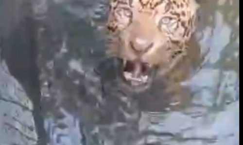 Onca-Pintada-dentro-de-Usina-II-Portal-JVC