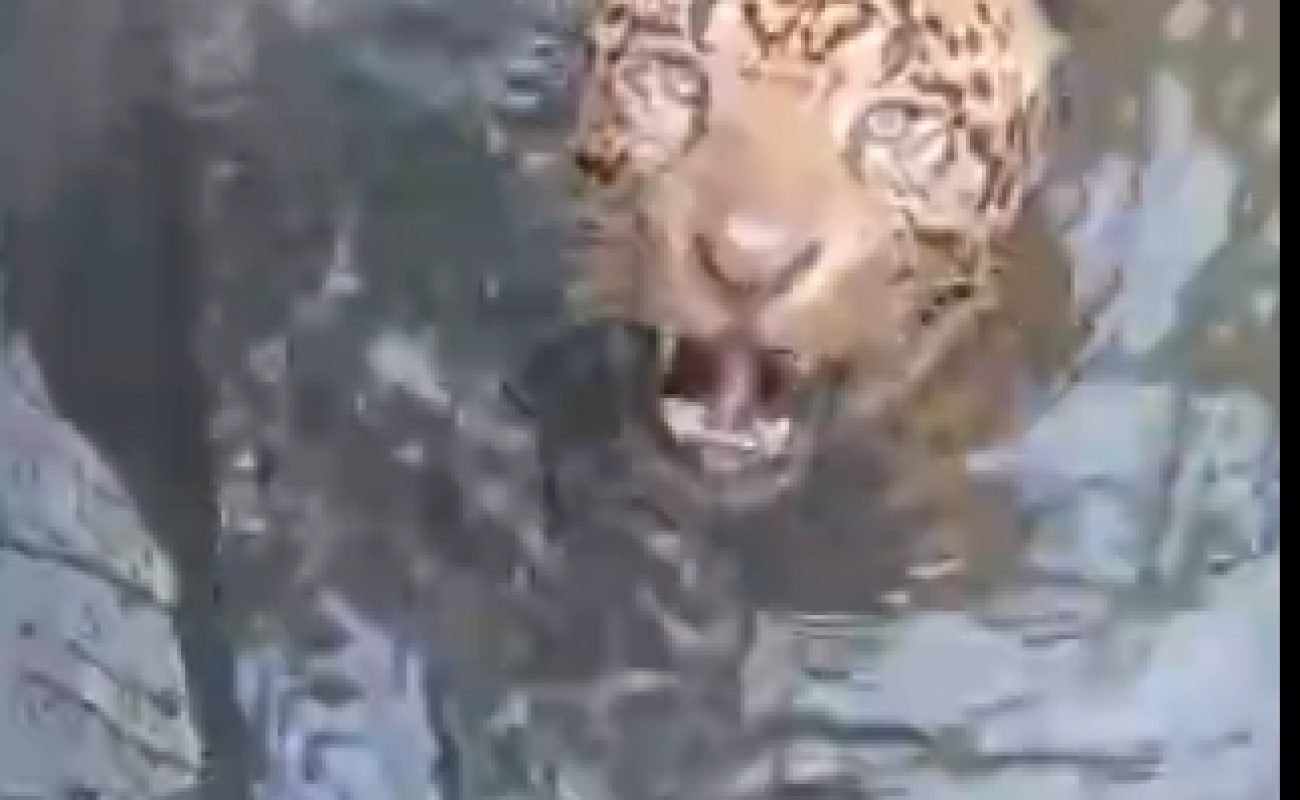 Onca-Pintada-dentro-de-Usina-II-Portal-JVC