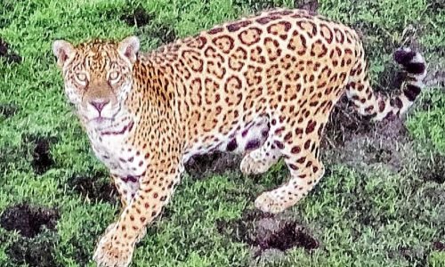 Onca-pintada-Portal-JVC