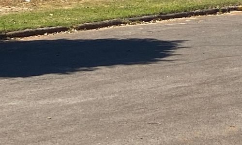 Pitbul-solto-Portal-JVC