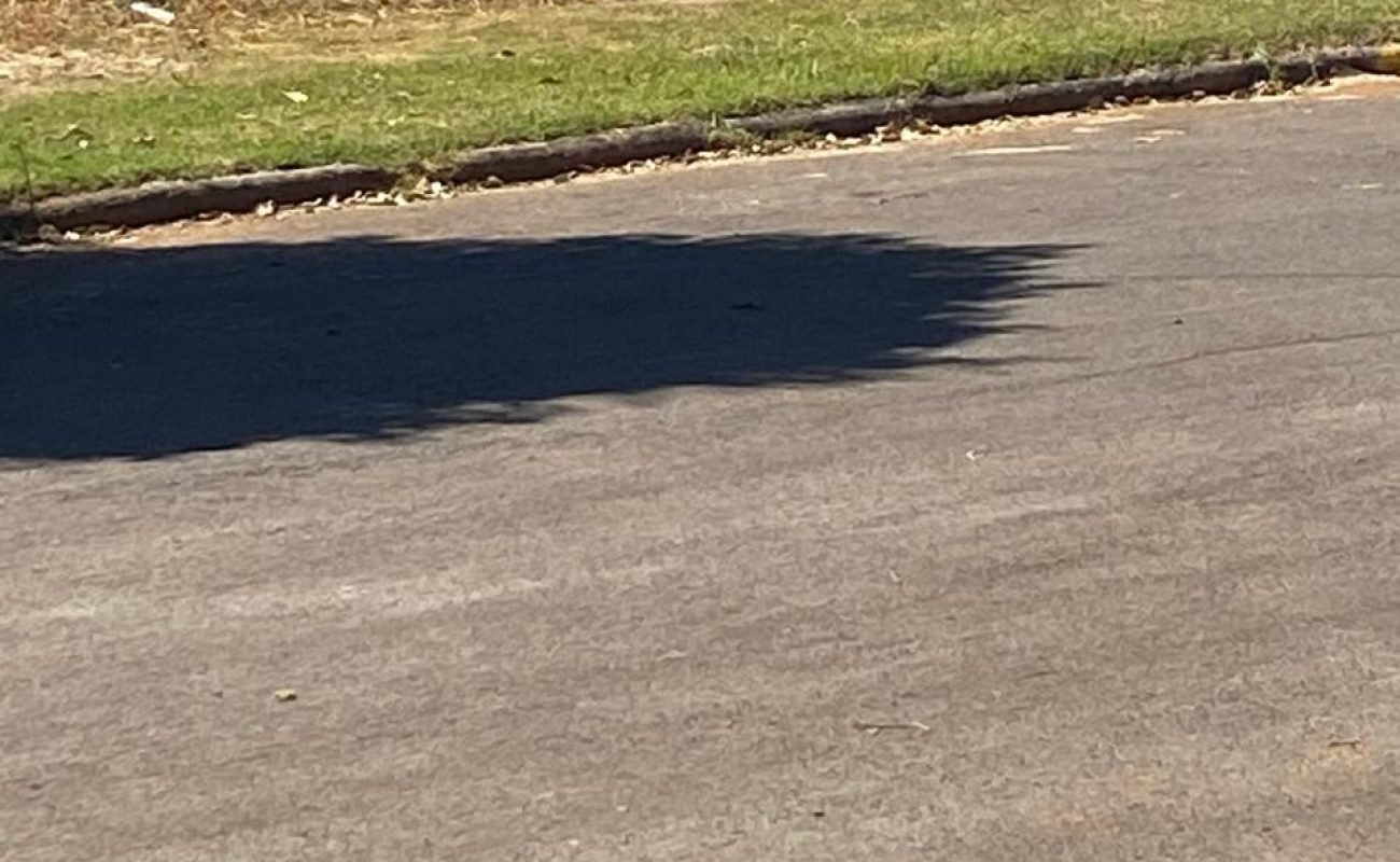 Pitbul-solto-Portal-JVC