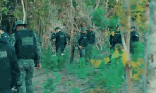 Plantacao-de-maconha-em-MT-Portal-JVC