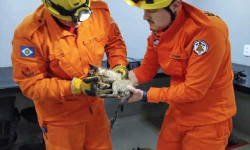 Resgate-gato-preso-concreto-Lucas-do-Rio-Verde-3-fevereiro-2026-assessoria-1024x686-1