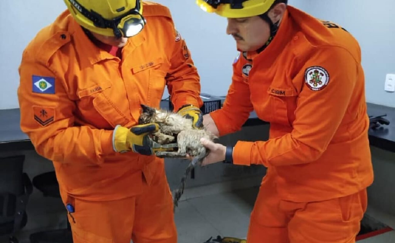 Resgate-gato-preso-concreto-Lucas-do-Rio-Verde-3-fevereiro-2026-assessoria-1024x686-1