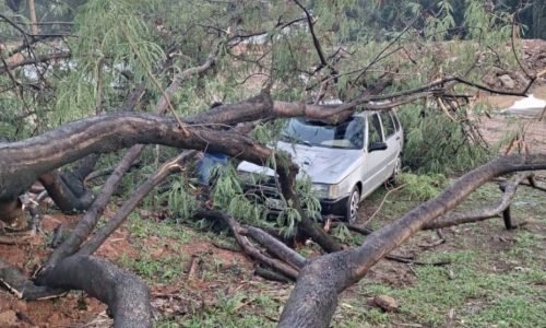 Temporal-em-Sorriso-arvore-atinge-carro-outubro-2023-rep-990x556-1