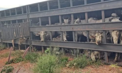 horizontal.00_01_18_26.Quadro158-1024x576-1