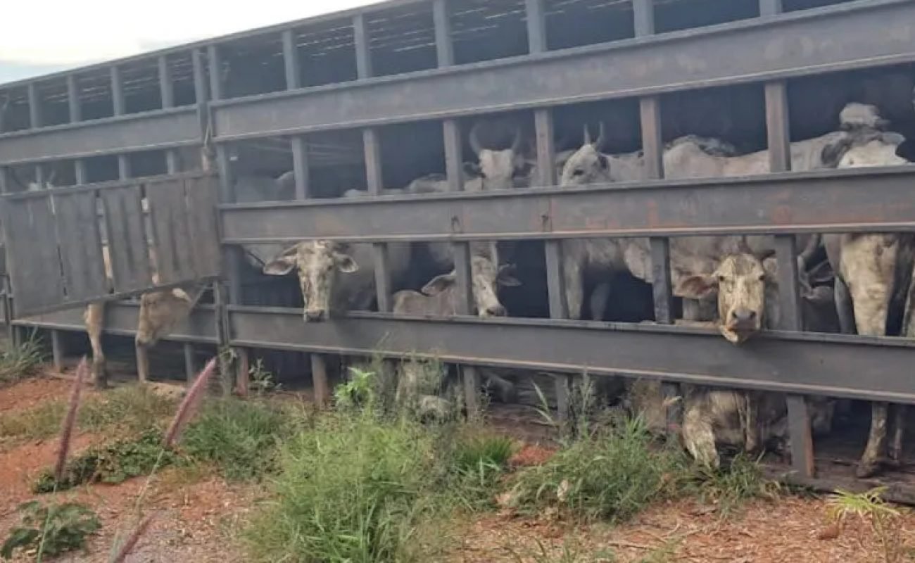 horizontal.00_01_18_26.Quadro158-1024x576-1